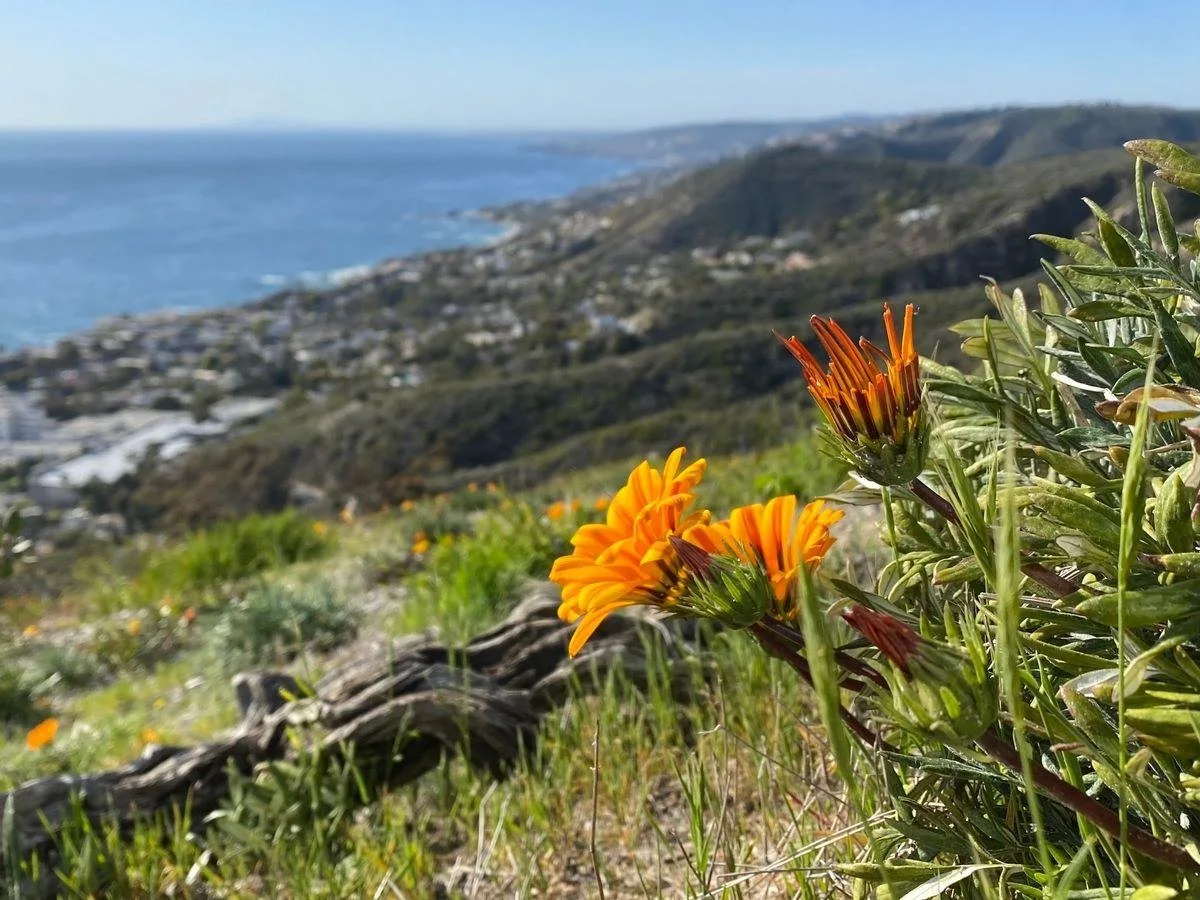 Flower landscape from Badlands Park in Laguna Niguel